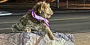 Worm is registered to the contest to win money with this photo: dog, bandana, rock, night, street, outdoor, animal, pet, fur, quiet, urban, side_view, resting, canine, scenic, dark, pavement, calm, guarding, lonely