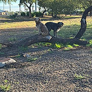 Worm is registered to the contest to win money with this photo: animal, branch, canine, daytime, dog, earth, fur, grass, greenery, landscape, nature, outdoor, park, pet, playful, scruffy, sunlight, tree, two_dogs, wood