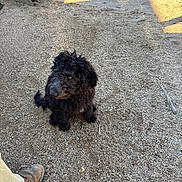 Fuzzy is registered to the contest to win money with this photo: dog, black_dog, curly_fur, sitting, gravel, outdoor, shadow, tire, wooden_structure, boot, pant_leg, ground, daylight, pet, animal, curious, fur, canine, looking, small_dog