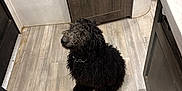 Fuzzy is registered to the contest to win money with this photo: dog, black_dog, curly_fur, floor, wood_floor, kitchen, cabinet, door, pet, animal, indoor, looking_up, flooring, curly_coat, brown, fur, collar, waiting, clean, home