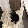 dog, black_dog, curly_fur, floor, wood_floor, kitchen, cabinet, door, pet, animal, indoor, looking_up, flooring, curly_coat, brown, fur, collar, waiting, clean, home