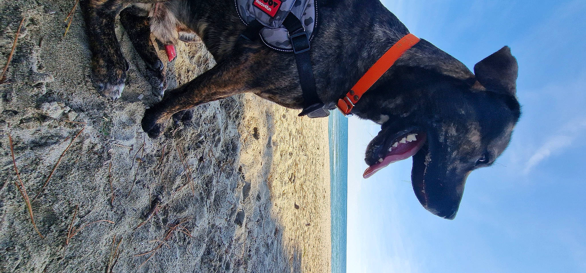 Lucky participe au concours pour gagner de l'argent avec cette photo : canidae, carnivore, collar, dog, dog_breed, dog_collar, dog_supply, fashion_accessory, fawn, guard_dog, leash, liver, pack_animal, pet_supply, pointing_breed, retriever, snout, sporting_group, working_animal, working_dog