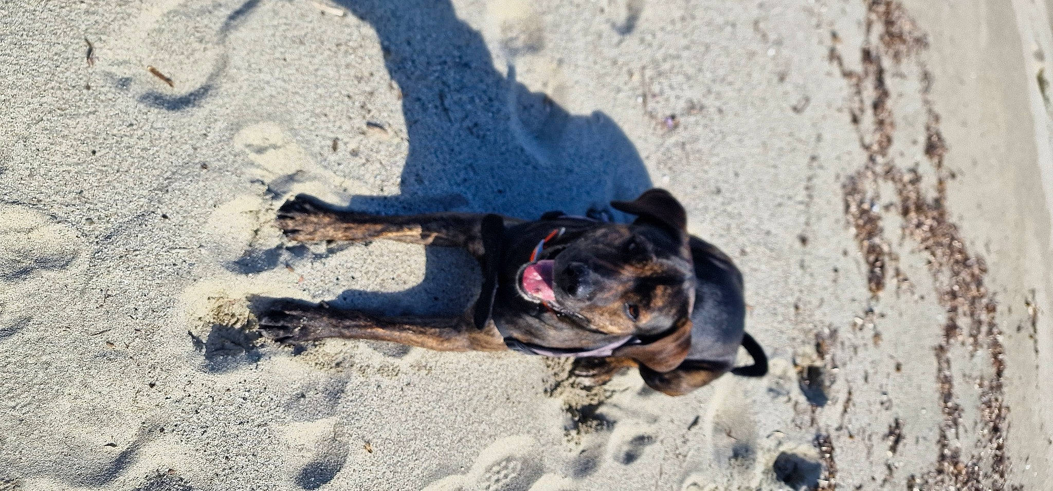 Lucky a rejoint le concours — aidez-le/la à gagner de superbes lots ! beach, carnivore, collar, companion_dog, dog, dog_breed, dog_collar, dog_supply, fawn, landscape, leash, paw, pet_supply, rottweiler, sand, shadow, soil, sporting_group, terrestrial_animal, working_animal