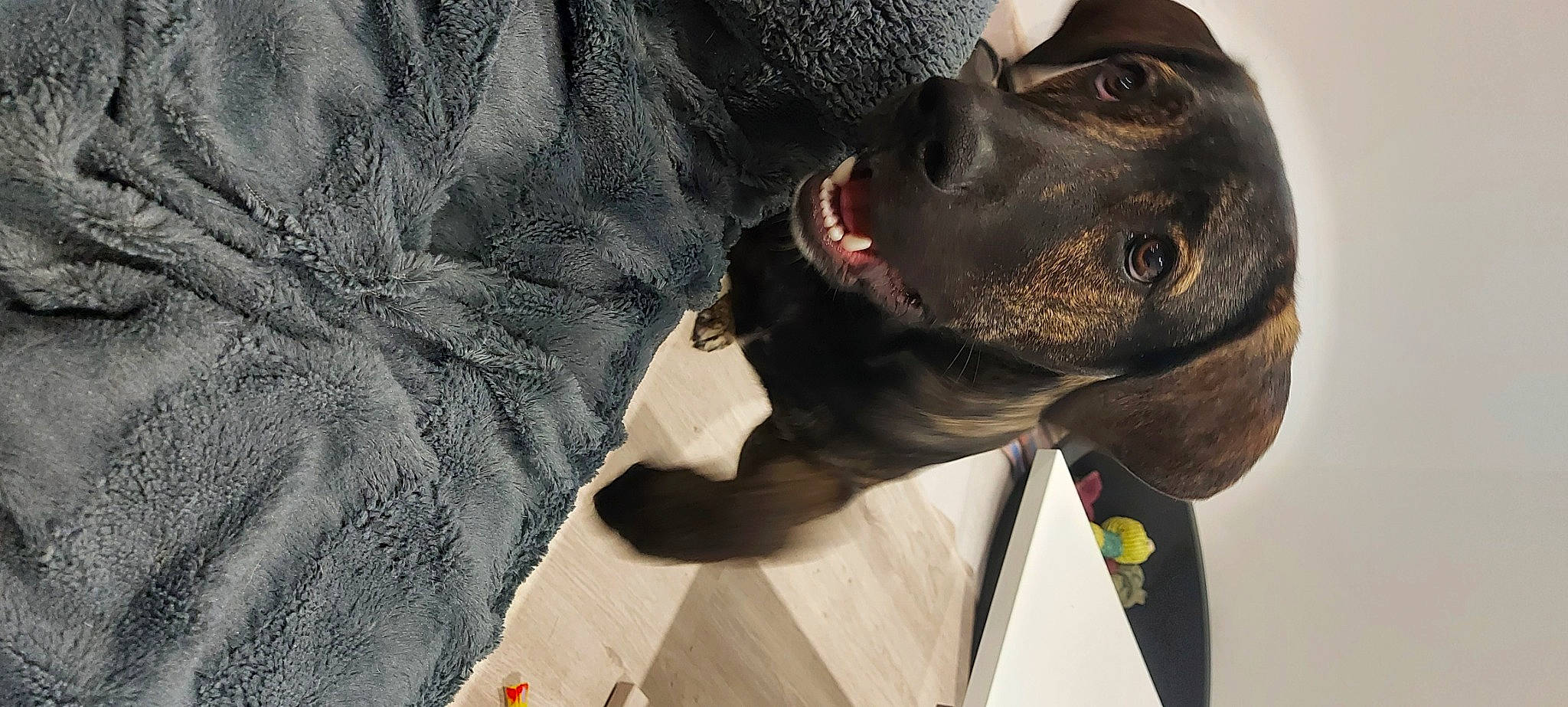 Lucky participe au concours pour gagner de l'argent avec cette photo : art, canidae, carnivore, companion_dog, dog, dog_breed, ear, eye, fawn, grey, guard_dog, head, jaw, liver, snout, sporting_group, terrestrial_animal, whiskers, working_animal, wrinkle