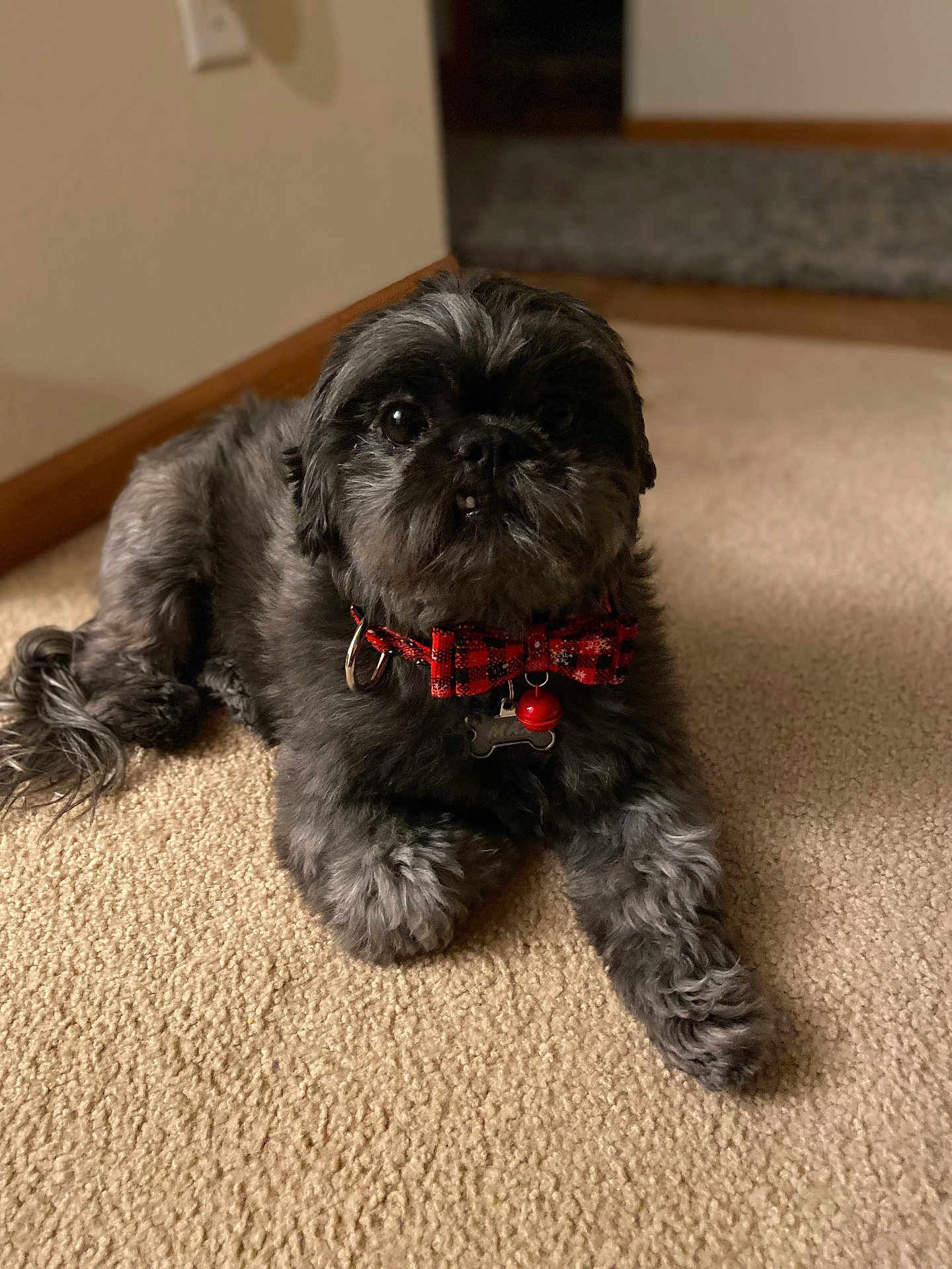 Max is registered to the contest to win money with this photo: dog, pet, indoor, carpet, collar, bow_tie, black_dog, gray_fur, fluffy, cute, laying_down, looking_up, home, floor, animal, canine, companion, adorable, domestic, furry