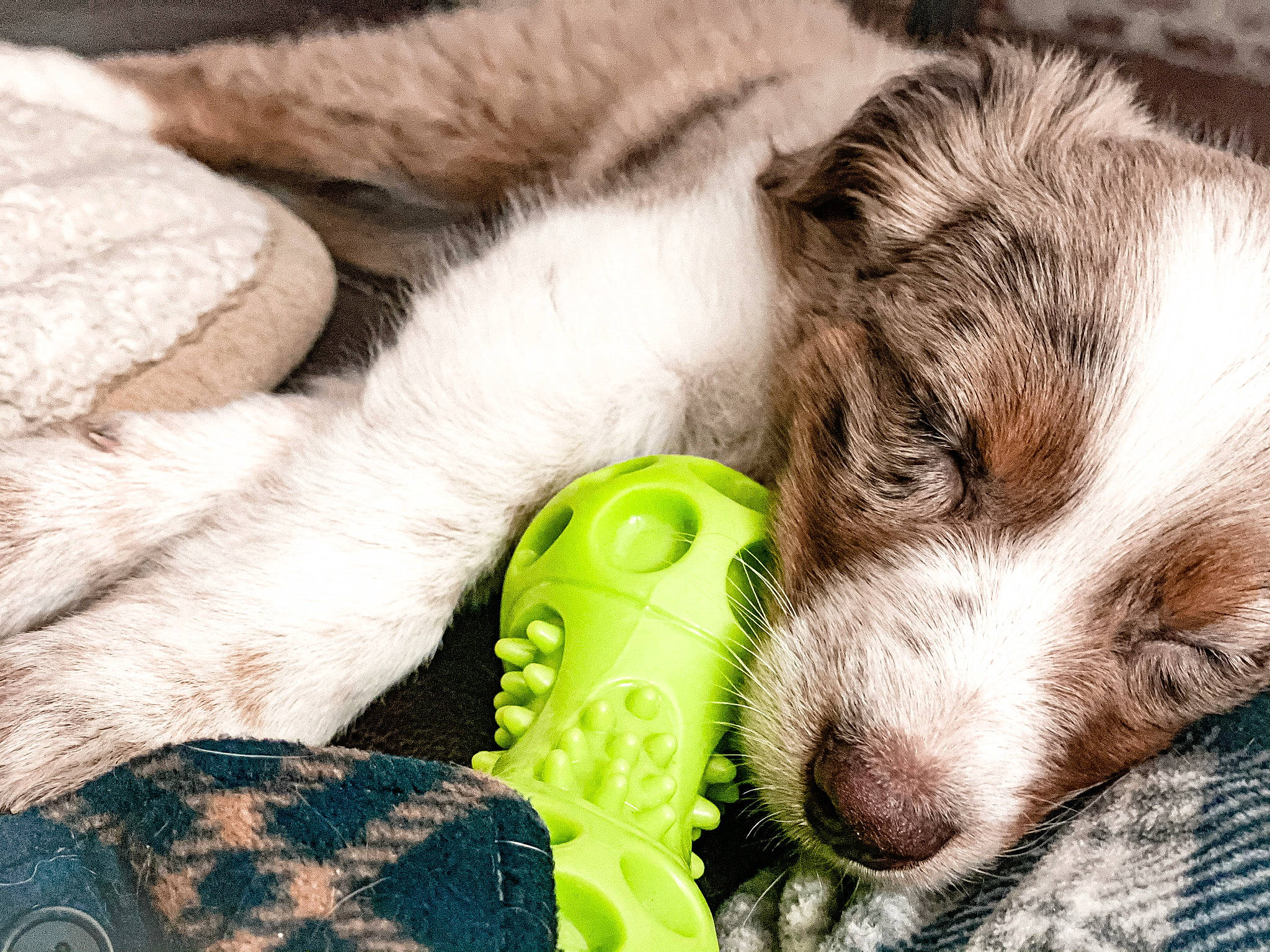 Rhett is registered to the contest to win money with this photo: canidae, carnivore, comfort, companion_dog, dog, dog_breed, fawn, fur, grass, linens, mammal, paw, small_to_medium_sized_cats, snout, sporting_group, tail, terrestrial_animal, vertebrate, whiskers, working_animal