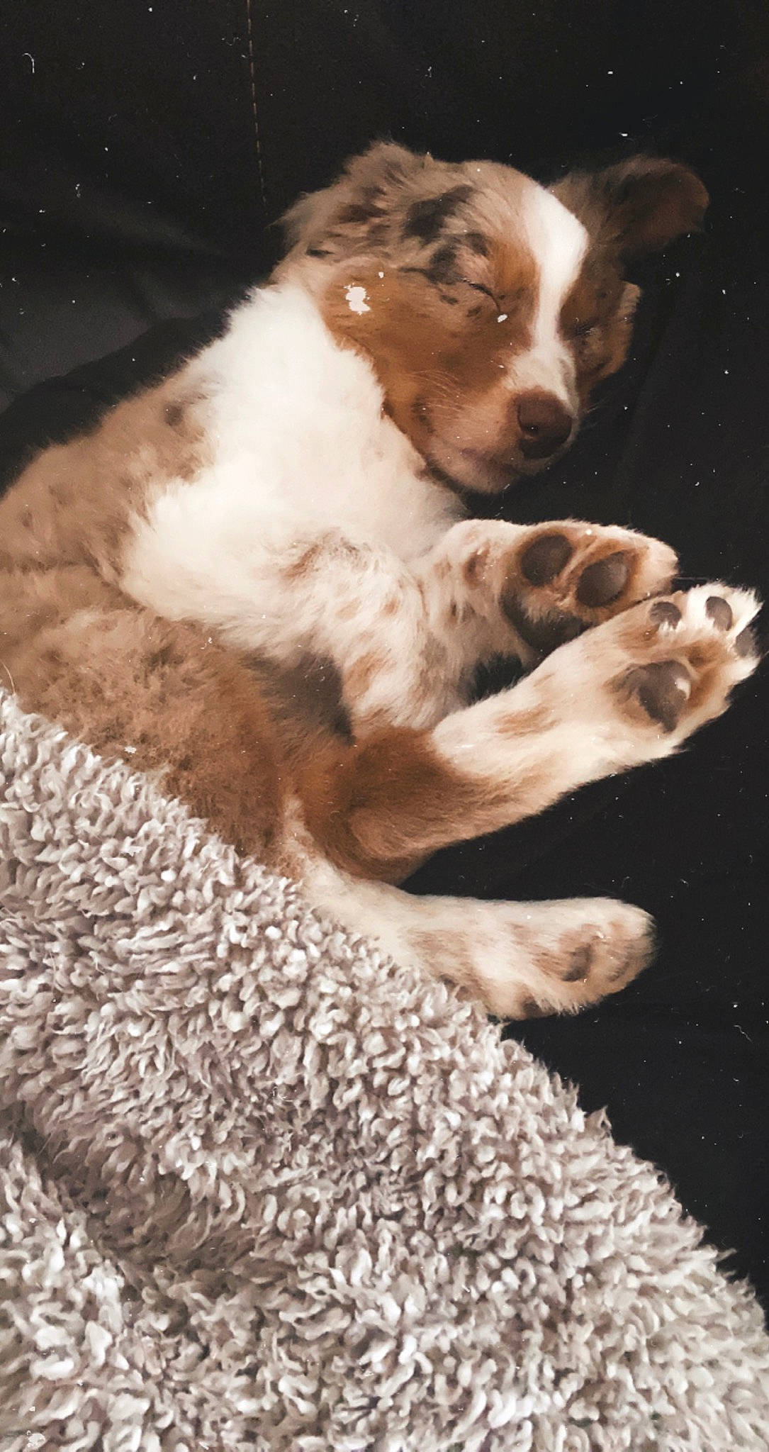 Rhett joined the competition — help win amazing prizes! bored, canidae, carnivore, companion_dog, dog, dog_breed, fawn, fur, gun_dog, hunting_dog, liver, spaniel, terrestrial_animal, whiskers, working_animal, working_dog