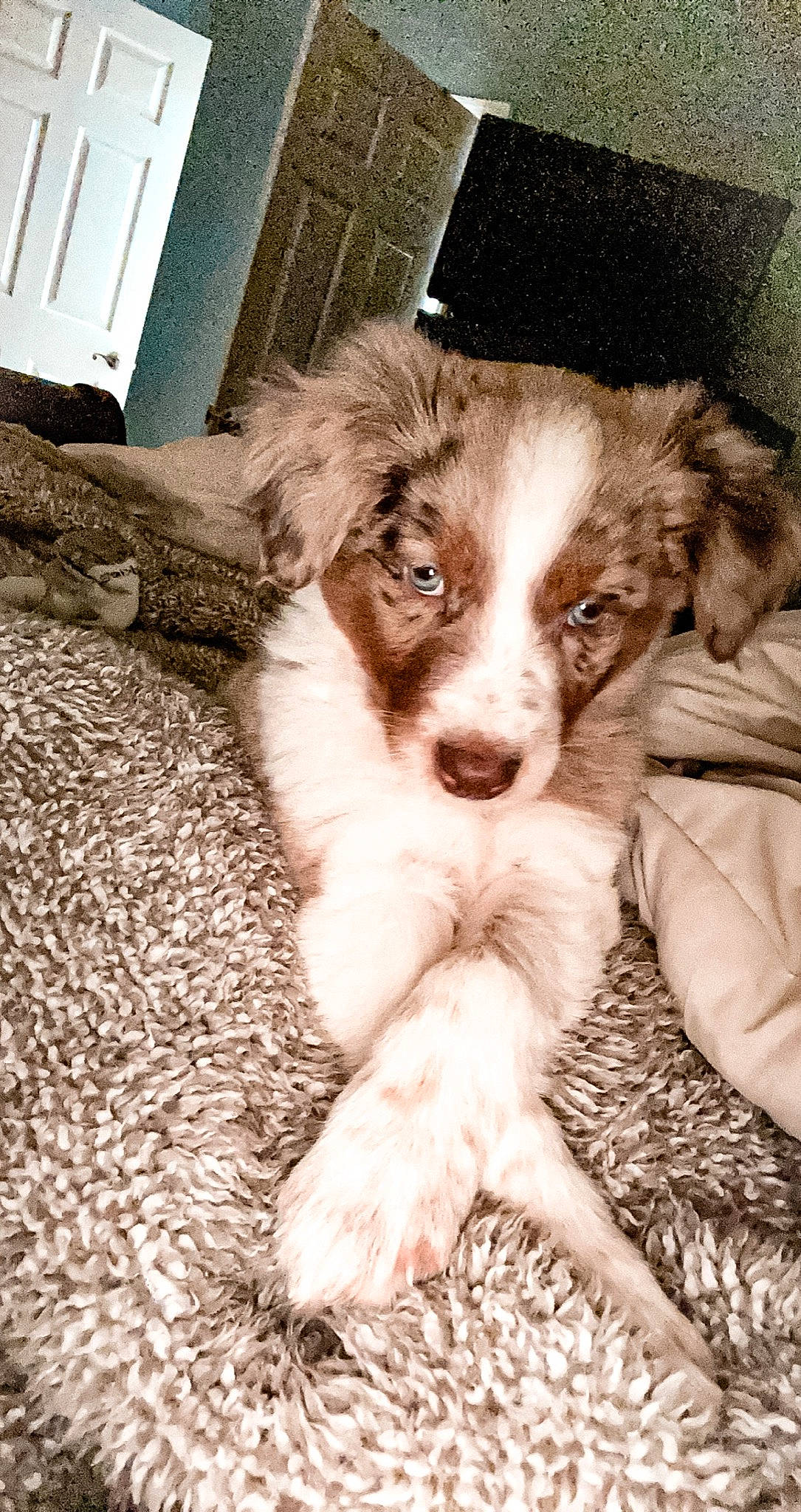 Rhett joined the competition — help win amazing prizes! ball, border_collie, canidae, carnivore, chair, companion_dog, dog, dog_breed, ear, eye, fawn, fur, hat, puppy, snout, sporting_group, toy_dog, whiskers, working_animal, working_dog