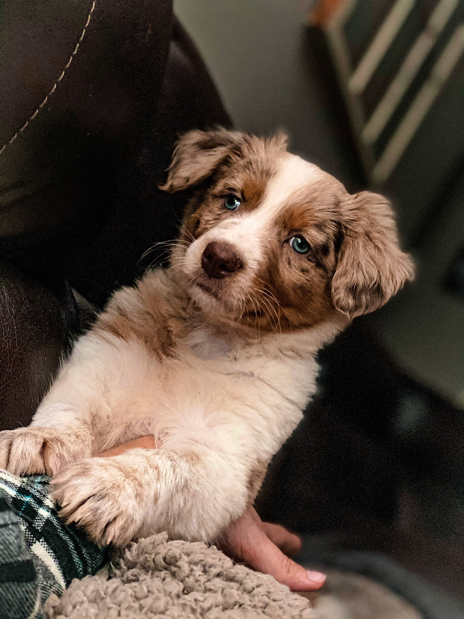 Rhett joined the competition — help win amazing prizes! canidae, carnivore, companion_dog, dog, dog_breed, fawn, fur, gun_dog, puppy, snout, sporting_group, terrestrial_animal, toy_dog, whiskers, working_animal, working_dog