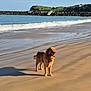 Aiko a rejoint le concours — aidez-le/la à gagner de superbes lots ! golden_retriever, dog, beach, sand, waves, water, ocean, sunlight, shadow, sky, coast, outdoor, nature, pet, canine, walking, summer, animal, happy, landscape