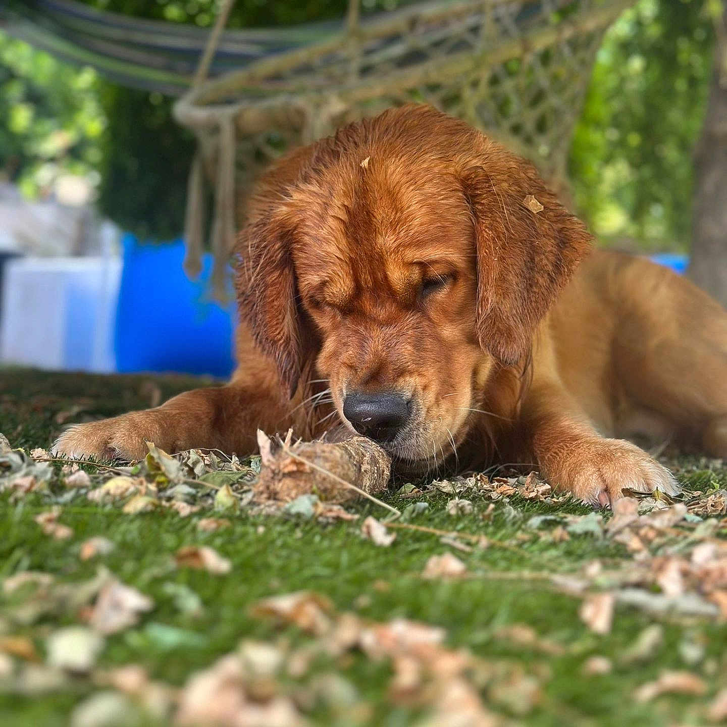 Aiko a rejoint le concours — aidez-le/la à gagner de superbes lots ! animal, canine, close_up, daylight, dog, golden_retriever, grass, greenery, hammock, leaves, nature, outdoor, pet, playful, puppy, relaxing, sniffing, stick, summer, tree