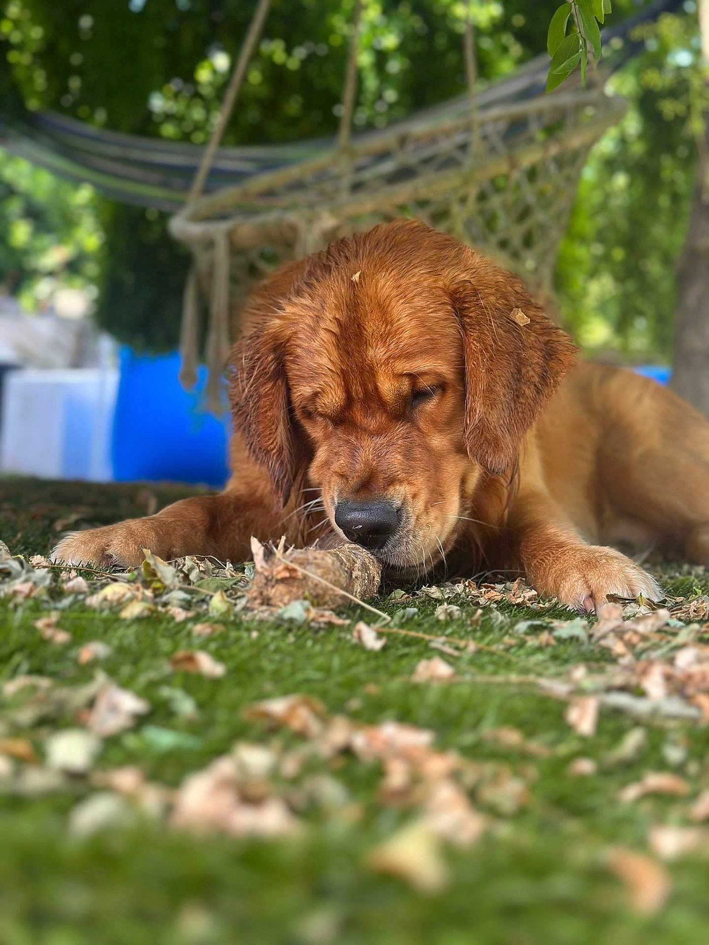 Aiko a rejoint le concours — aidez-le/la à gagner de superbes lots ! dog, puppy, golden_retriever, grass, stick, leaves, outdoor, nature, hammock, tree, greenery, close_up, sniffing, animal, pet, canine, relaxing, daylight, summer, playful