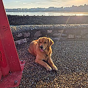 Aiko participe au concours pour gagner de l'argent avec cette photo : dog, golden_retriever, outdoor, waterfront, sunlight, pebbled_ground, red_metal_structure, stone_wall, calm, pet, summer, relaxing, sunshine, sky, clouds, urban, building, nature, animal, daytime