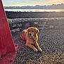 dog, golden_retriever, outdoor, waterfront, sunlight, pebbled_ground, red_metal_structure, stone_wall, calm, pet, summer, relaxing, sunshine, sky, clouds, urban, building, nature, animal, daytime