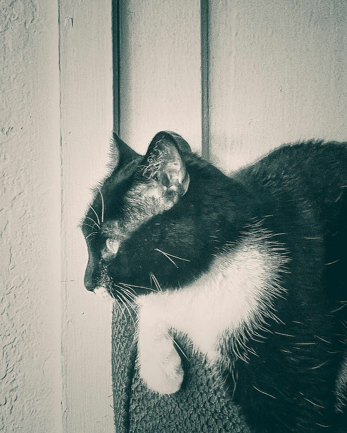 Umbra