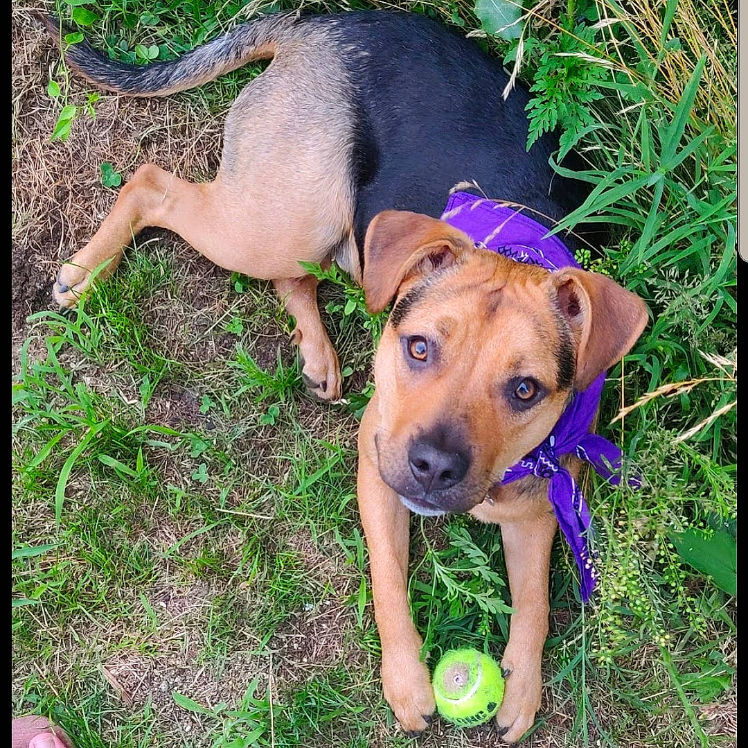 Timmy is registered to the contest to win money with this photo: black_mouth_cur, canidae, carlin_pinscher, carnivore, companion_dog, dog, dog_breed, fawn, grass, mammal, mountain_cur, plant, potcake_dog, puggle, puppy, rhodesian_ridgeback