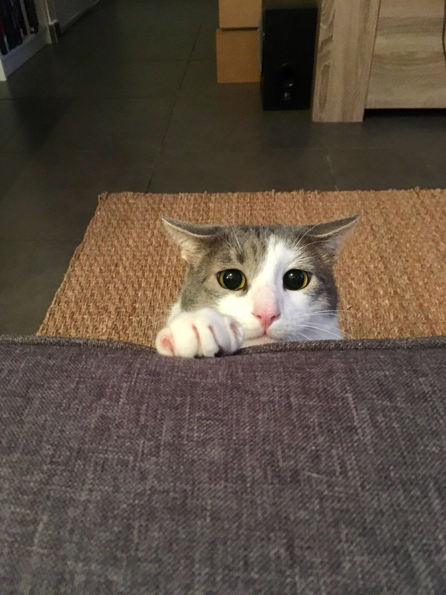 Pito participe au concours pour gagner de l'argent avec cette photo : aegean_cat, asian, carnivore, cat, domestic_short_haired_cat, european_shorthair, fawn, felidae, floor, flooring, fur, hardwood, kitten, mammal, polydactyl_cat, small_to_medium_sized_cats, snout, tabby_cat, tile, whiskers