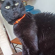 Godzilla joined the competition — help win amazing prizes! animal, black_cat, brown_cushion, cat, chair, feline, fur, furniture, green_eyes, home, indoors, lamp, looking_at_camera, orange_collar, pet, photography, portrait, stained_glass, standing, whiskers