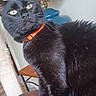 animal, black_cat, brown_cushion, cat, chair, feline, fur, furniture, green_eyes, home, indoors, lamp, looking_at_camera, orange_collar, pet, photography, portrait, stained_glass, standing, whiskers