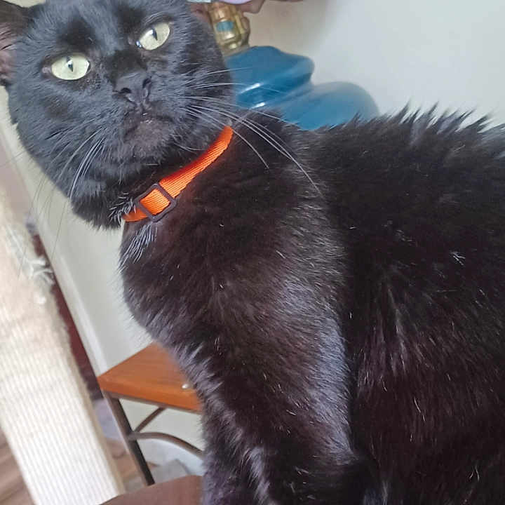 Godzilla