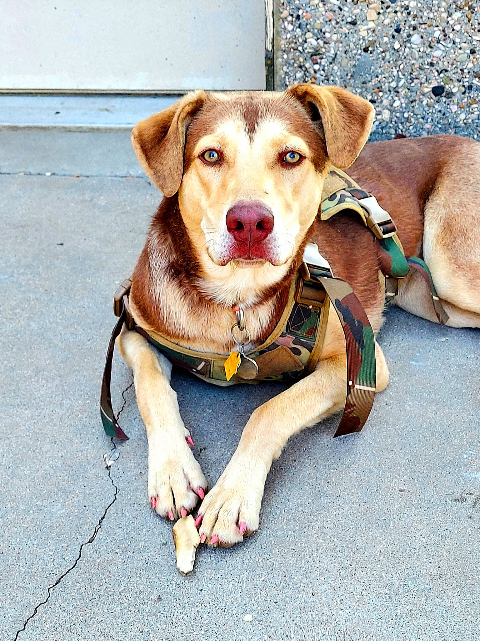 Aurora joined the competition — help win amazing prizes! adventure, canidae, carnivore, companion_dog, dog, dog_breed, dog_collar, fashion_accessory, fawn, hunting_dog, leash, pit_bull, potcake_dog, puppy, rare_breed_dog, snout, sporting_group, street_dog