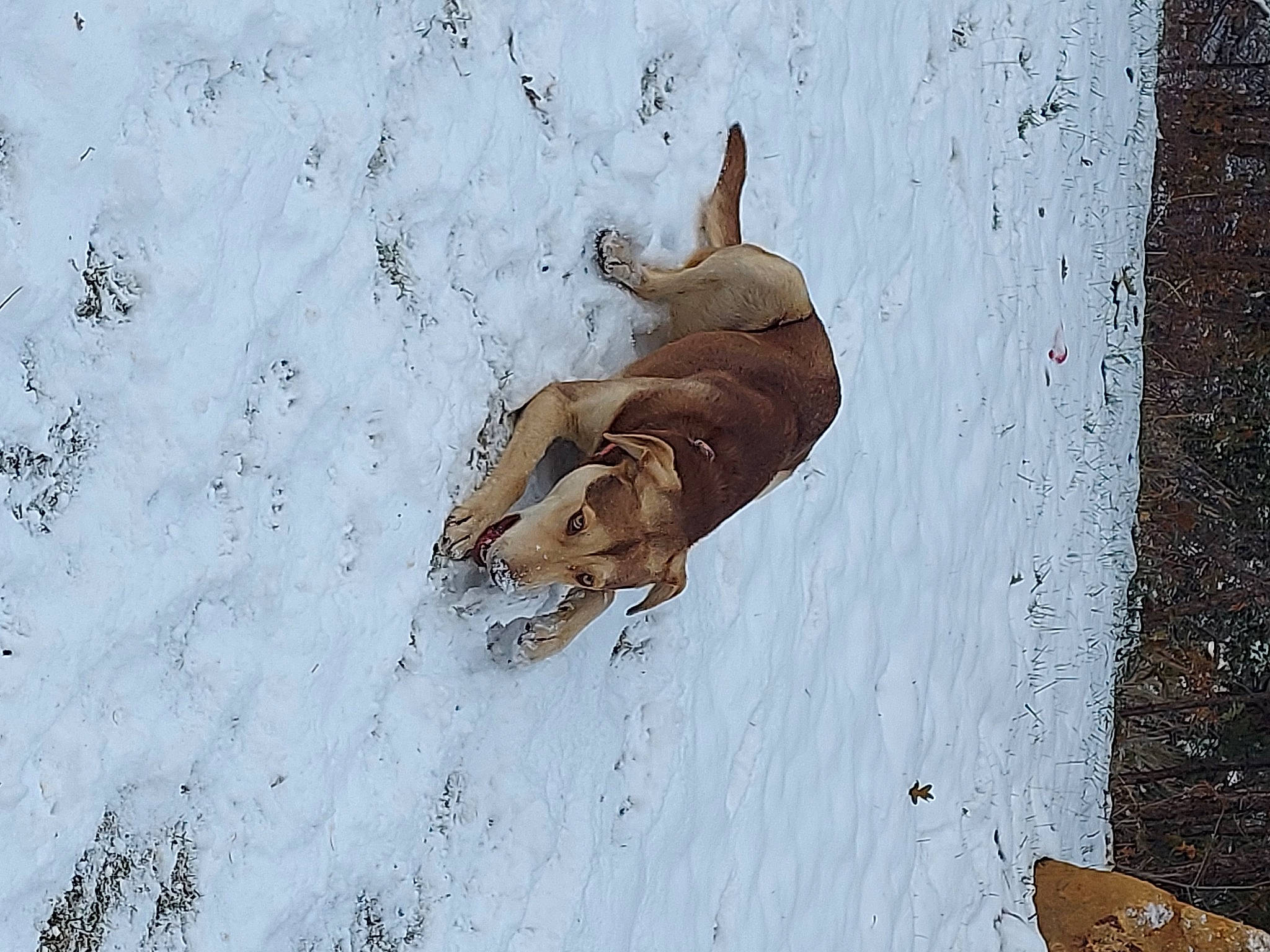 Aurora is registered to the contest to win money with this photo: canidae, carnivore, dog, dog_breed, fawn, hunting_dog, snout, sporting_group, street_dog, wall