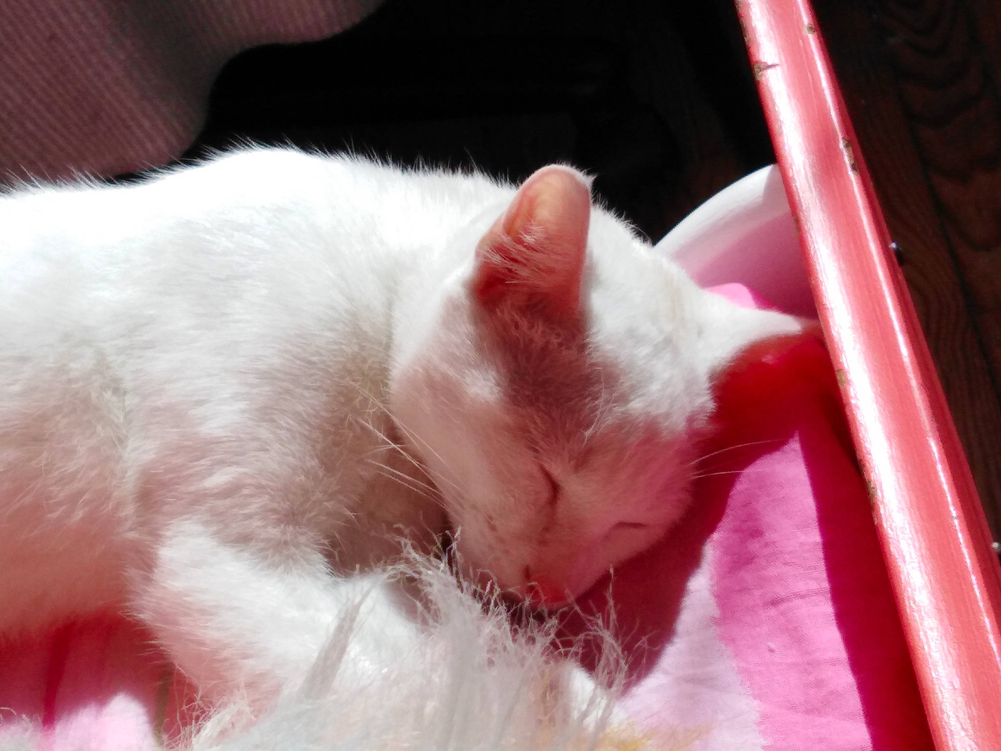 Hermine participe au concours pour gagner de l'argent avec cette photo : carmine, carnivore, cat, claw, comfort, domestic_short_haired_cat, fang, fawn, felidae, foot, fur, human_leg, nap, paw, sleep, small_to_medium_sized_cats, snout, tail, whiskers