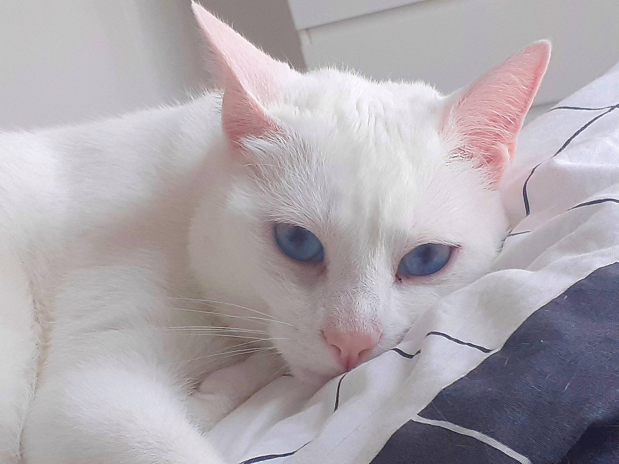 Hermine participe au concours pour gagner de l'argent avec cette photo : carnivore, cat, comfort, domestic_short_haired_cat, felidae, fur, paw, small_to_medium_sized_cats, snout, whiskers