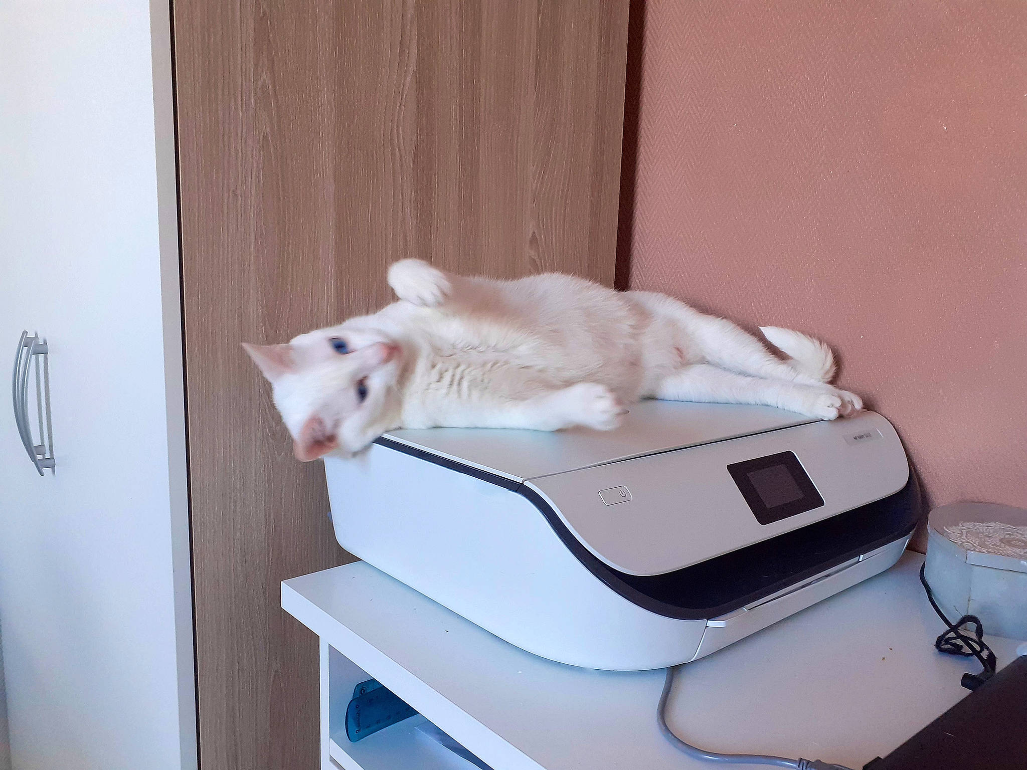 Hermine a rejoint le concours — aidez-le/la à gagner de superbes lots ! bed, carnivore, cat, comfort, desk, domestic_short_haired_cat, electronic_instrument, felidae, hardwood, home_appliance, linens, office_equipment, office_supplies, output_device, room, small_to_medium_sized_cats, table, tail, whiskers, wood