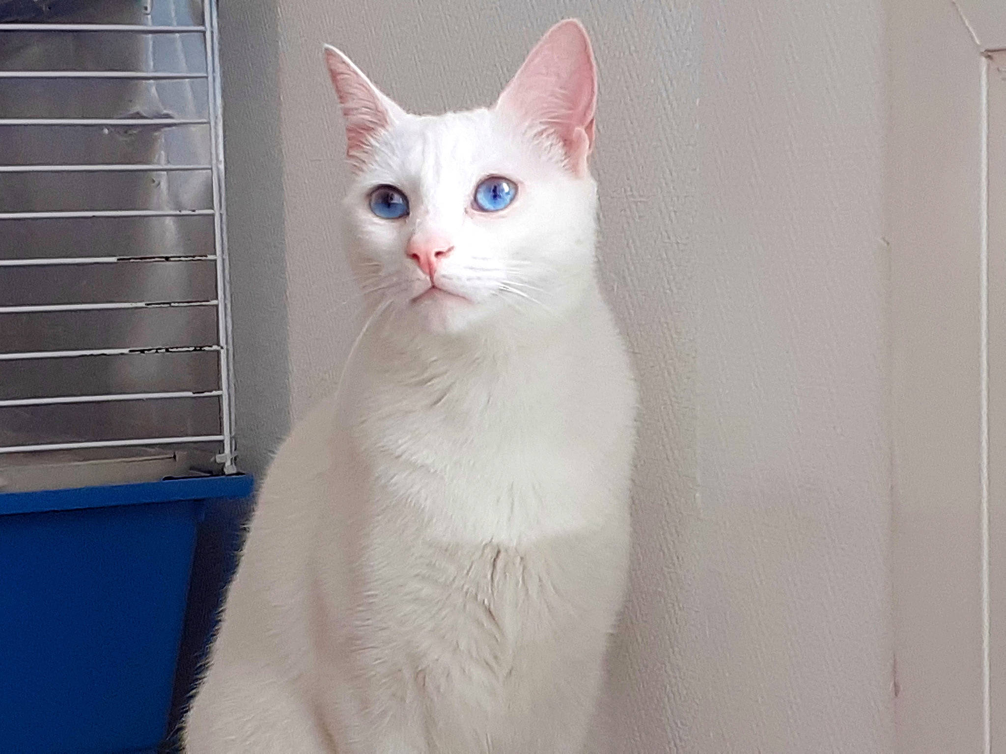 Hermine participe au concours pour gagner de l'argent avec cette photo : animal_shelter, carnivore, cat, domestic_short_haired_cat, eye, fawn, felidae, fixture, fur, paw, pet_supply, small_to_medium_sized_cats, snout, tail, whiskers, window