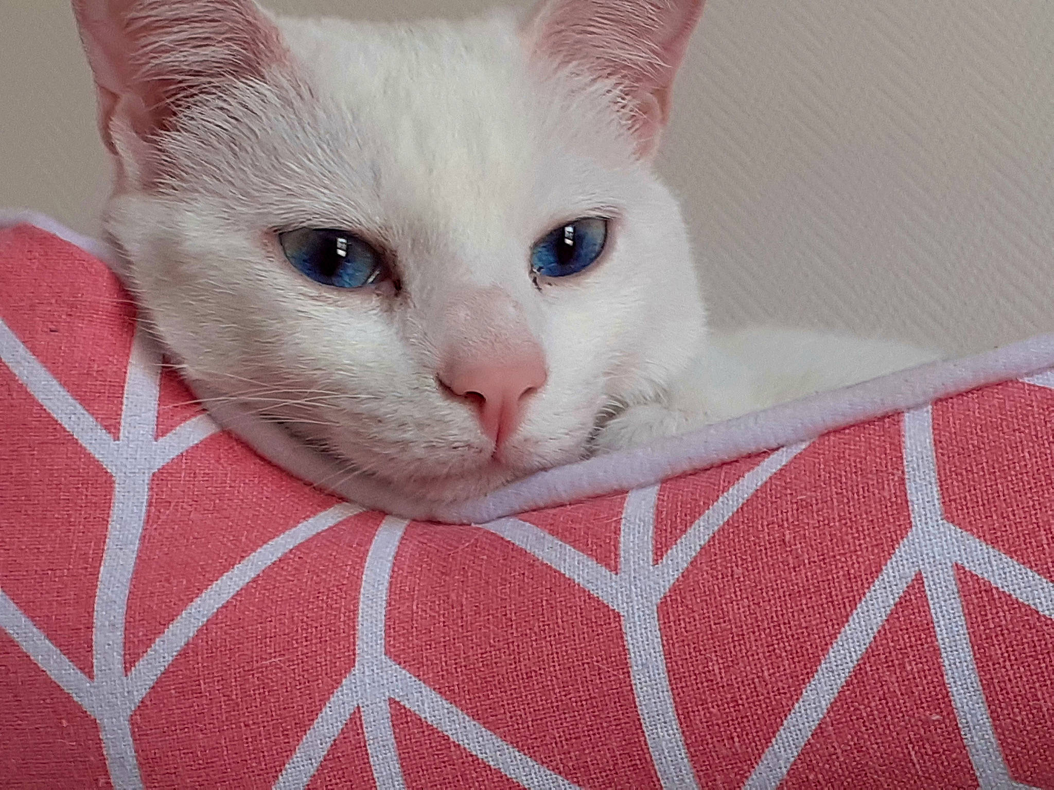 Hermine participe au concours pour gagner de l'argent avec cette photo : carmine, carnivore, cat, cat_supply, close_up, comfort, domestic_short_haired_cat, fawn, felidae, fur, linens, pattern, paw, pet_supply, small_to_medium_sized_cats, tail, textile, whiskers, window, woven_fabric