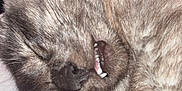 Tokyo a rejoint le concours — aidez-le/la à gagner de superbes lots ! angora, animal, bodypart, cat, face, furniture, head, indoors, kitten, manx, mouth, person, pet, photography, portrait, siamese, sleeping, snout, teeth, tongue