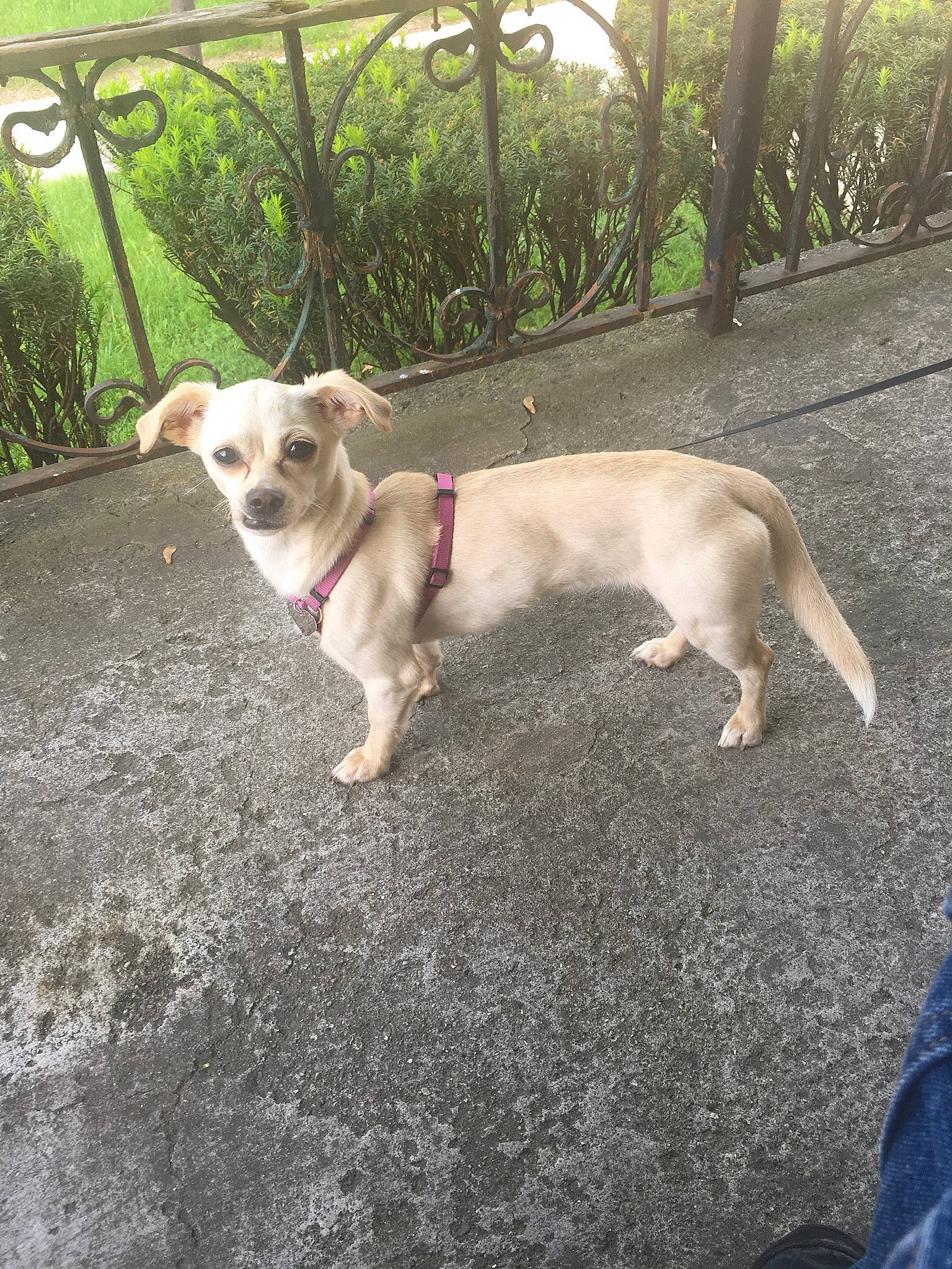 Vanilla joined the competition — help win amazing prizes! canidae, carnivore, chihuahua, collar, companion_dog, dog, dog_breed, dog_collar, dog_supply, fawn, fence, grass, leash, pet_supply, plant, road_surface, snout, tail, toy_dog, working_animal