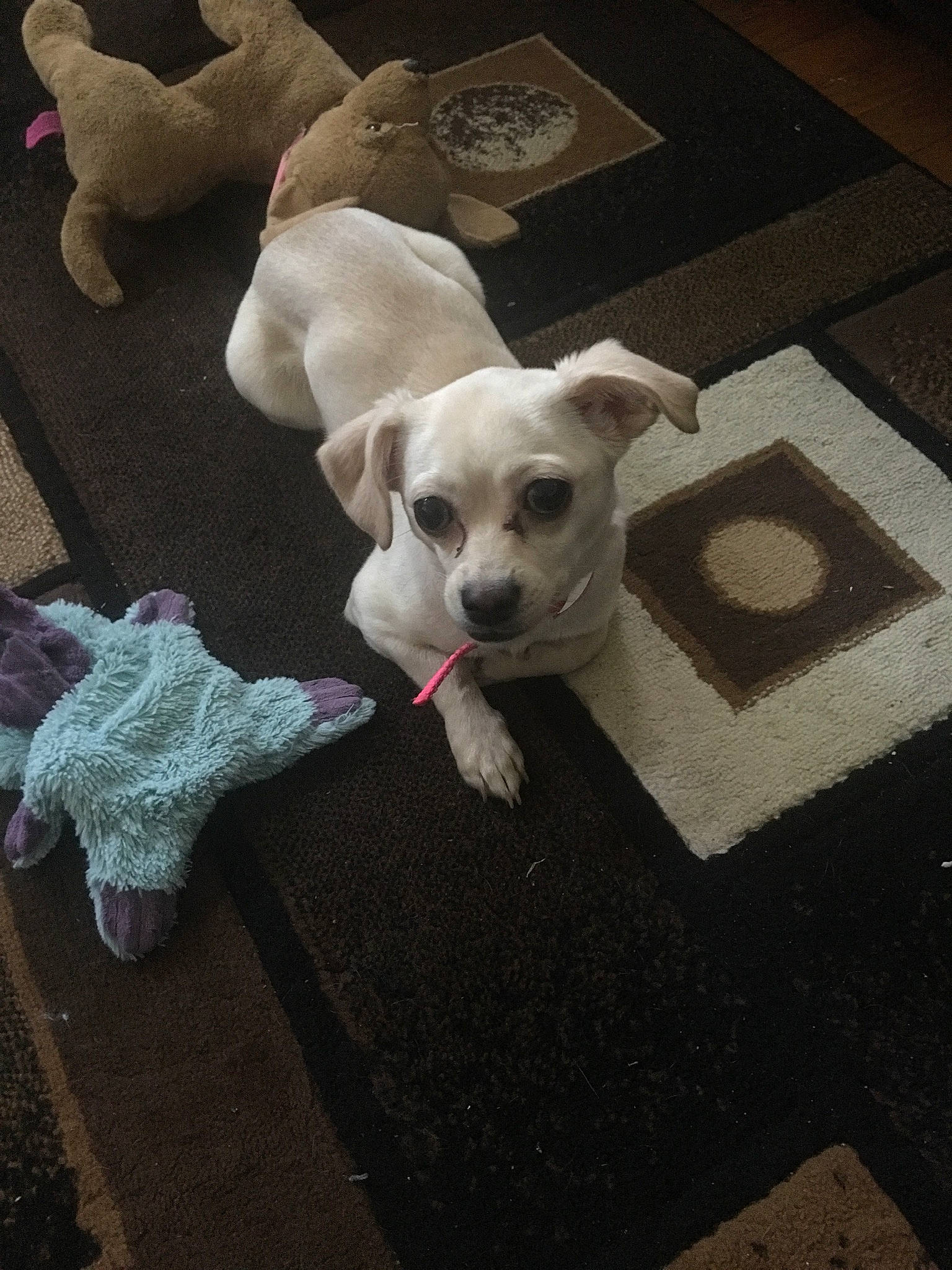 Vanilla is registered to the contest to win money with this photo: carnivore, collar, comfort, companion_dog, dog, dog_breed, dog_clothes, dog_collar, dog_supply, fawn, flooring, mammal, pet_supply, road_surface, snout, sporting_group, sunglasses, tail, toy_dog, working_animal