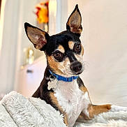 Romeo joined the competition — help win amazing prizes! dog, small_dog, pet, cozy, blanket, fur, collar, indoor, portrait, curious, ears, face, animal, cute, brown, black, white, soft_texture, relaxed, closeup