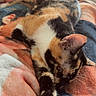 Moose joined the competition — help win amazing prizes! cat, calico, sleeping, resting, feline, pet, indoor, blanket, soft, cozy, fur, cute, animal, relaxing, warm, comfort, paw, ears, colorful, closeup