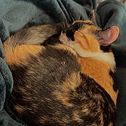 Moose joined the competition — help win amazing prizes! cat, calico, sleeping, curled_up, fur, pet, animal, blanket, cozy, resting, indoor, cute, relaxed, soft, feline, domestic, whiskers, ear, tail, comfort