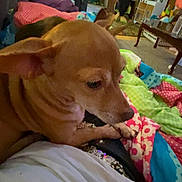 Gigi is registered to the contest to win money with this photo: dog, indoor, blanket, person, furniture, living_room, seated, brown, tan, colorful, cozy, home, pet, casual, relaxed, carpet, table, sitting, blurred, furnishings