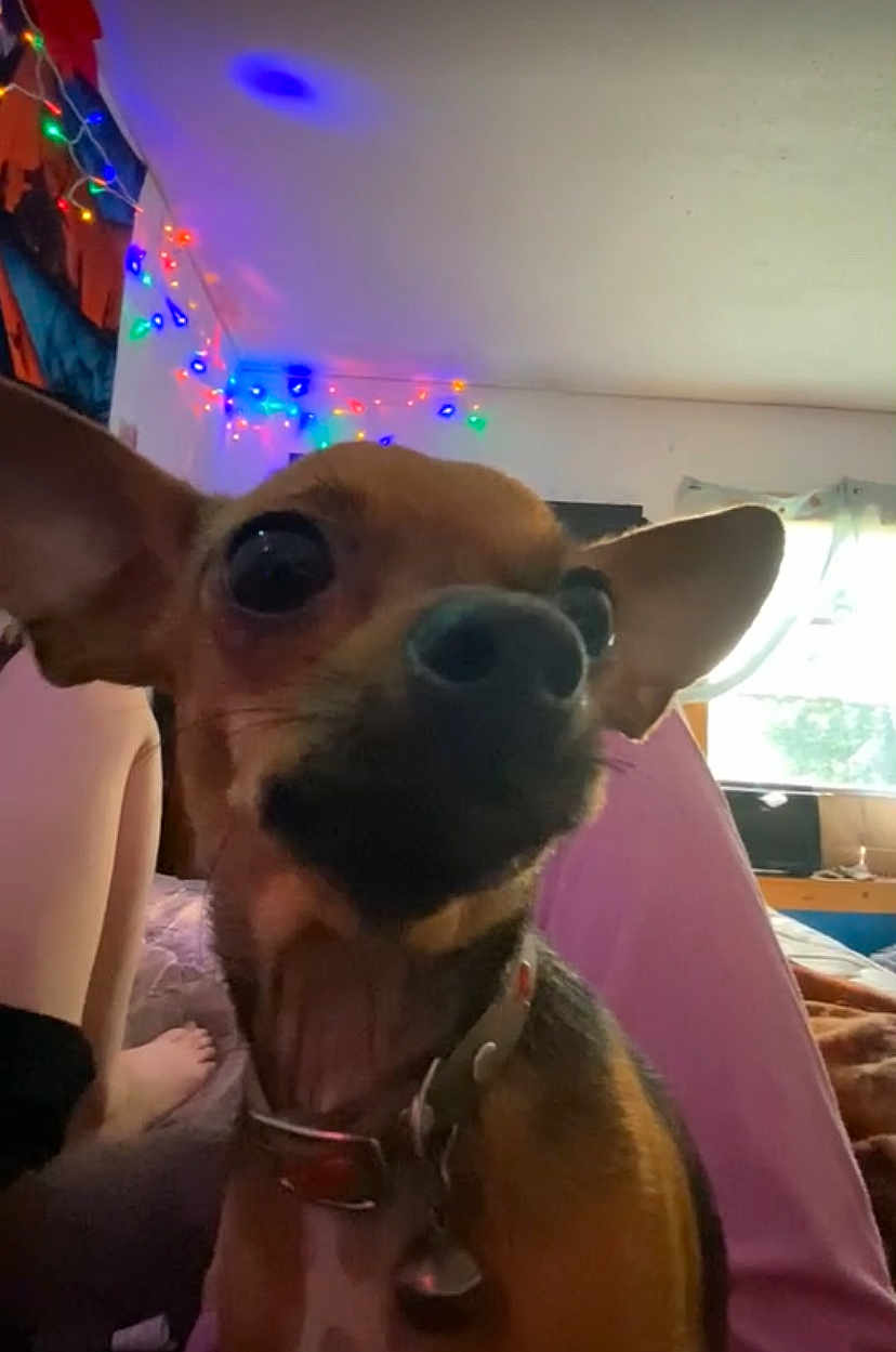 Roxie