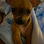Roxie joined the competition — help win amazing prizes! dog, puppy, brown_dog, large_ears, close_up, blanket, snuggling, indoor, cute, pet, animal, young_dog, face, fur, small_dog, looking_at_camera, cozy, resting, domestic_animal, canine