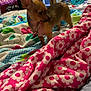 Roxie joined the competition — help win amazing prizes! dog, small_dog, bed, blanket, floral_pattern, indoor, room, curtain, furniture, door, clothing, casual, cozy, pet, animal, brown, alert, soft_light, fabric, colorful