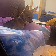 Roxie is registered to the contest to win money with this photo: dog, small_dog, blanket, person, curly_hair, bedroom, plate, food, indoor, collar, seated, furniture, wall_art, door, pillow, cozy, casual, relaxed, animal, pet
