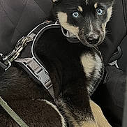 Milo participe au concours pour gagner de l'argent avec cette photo : animal, black_and_tan, blue_eyes, canine, car_seat, cute, dog, domestic_animal, ears, fur, harness, indoors, leash, looking, pet, puppy, resting, seat_cover, sitting, young_dog