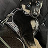 animal, black_and_tan, blue_eyes, canine, car_seat, cute, dog, domestic_animal, ears, fur, harness, indoors, leash, looking, pet, puppy, resting, seat_cover, sitting, young_dog