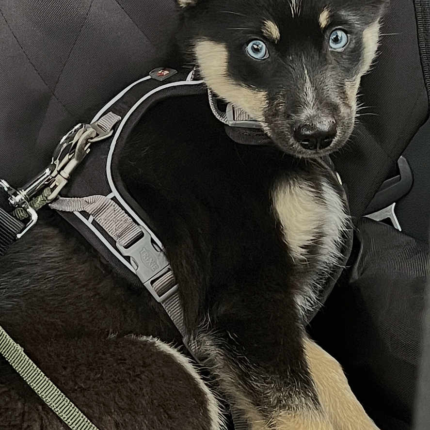 Milo