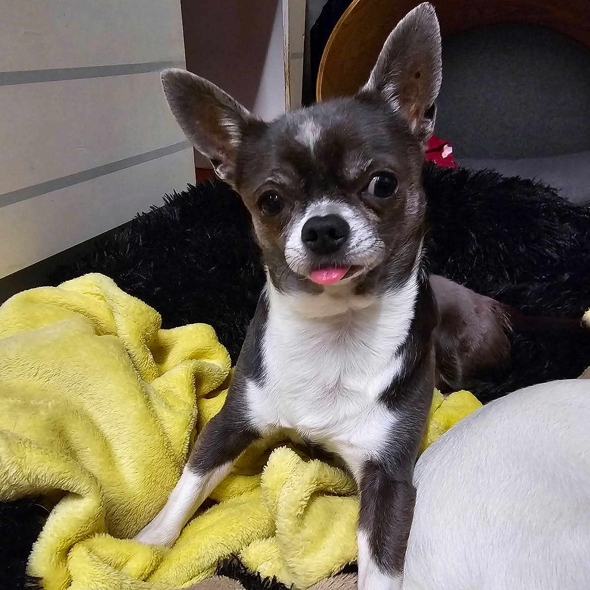 Pépito a rejoint le concours — aidez-le/la à gagner de superbes lots ! animal, ball, blanket, bostonbull, bulldog, canine, chihuahua, dog, face, head, livestock, person, pet, photography, portrait, puppy, sheep, sport, tennis, towel