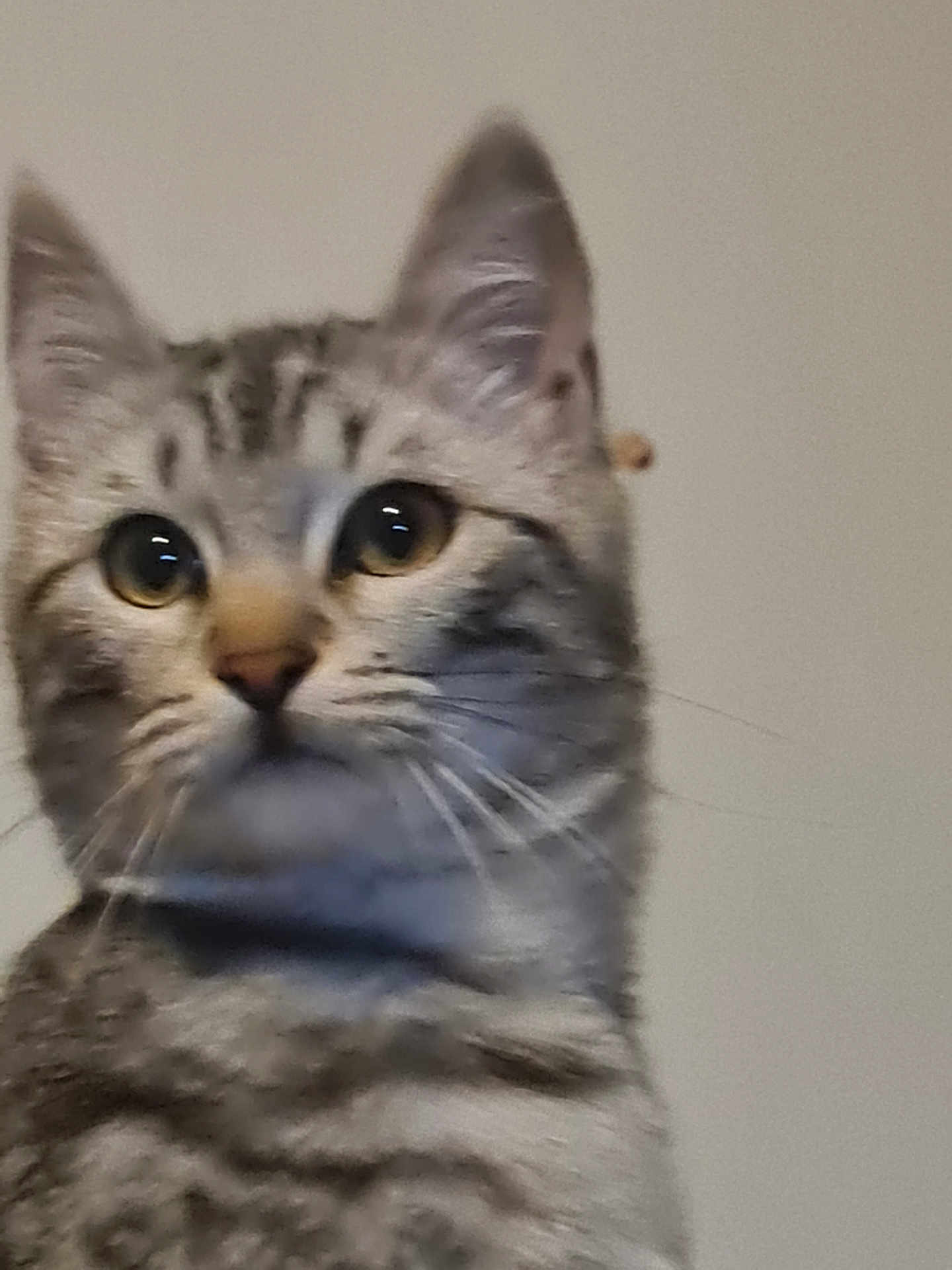 Baby a rejoint le concours — aidez-le/la à gagner de superbes lots ! cat, tabby, close_up, pet, animal, ears, whiskers, fur, eyes, face, curious, indoor, cute, mammal, portrait, feline, domestic, looking, young, soft
