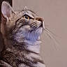 animal, brown_cat, cat, close_up, dramatic_pose, ears, feline, fur, golden_eyes, gray_cat, indoor, looking_up, pet, portrait, profile, striped_fur, tabby, wall, warm_lighting, whiskers