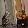 animal, blanket, cat, curtain, decor, flower_pot, furniture, home, indoors, kitten, orange_pot, pet, plant, portrait, sitting, star, striped_fur, tabby, upright, window