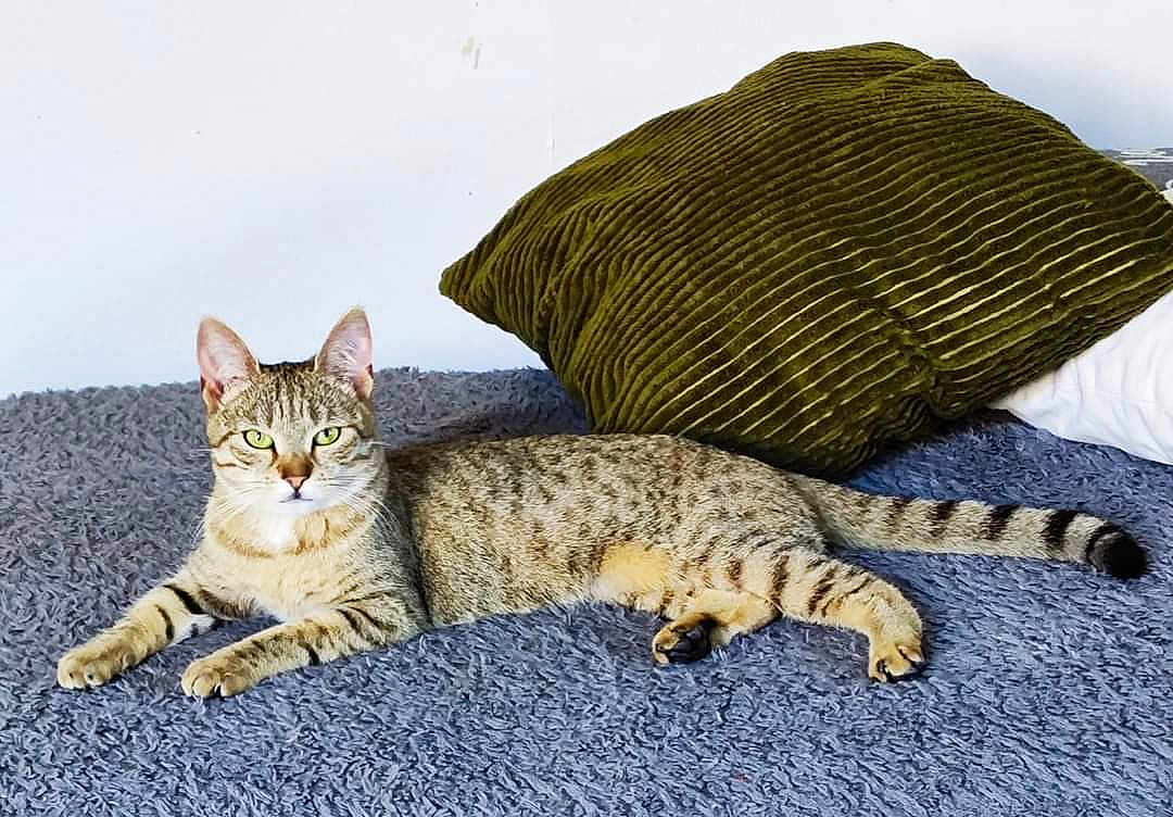 Brioche a rejoint le concours — aidez-le/la à gagner de superbes lots ! cat, tabby, pet, indoor, relaxed, feline, animal, green_eyes, striped, pillow, blanket, resting, fur, whiskers, ears, tail, cozy, home, soft, texture